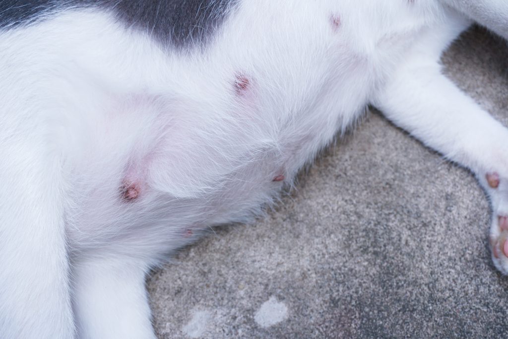 se puede prevenir el cáncer de mama en mascotas