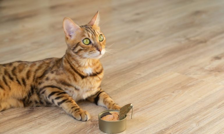 alimentos con taurina para gatos