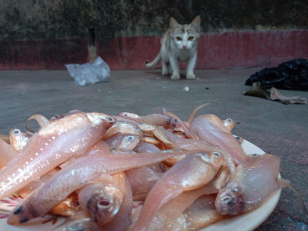 es bueno el pescado para gatos