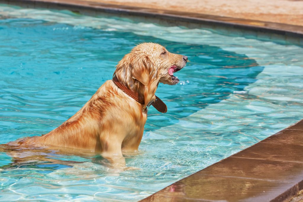 el perro tiene que poder salir de la piscina con facilidad