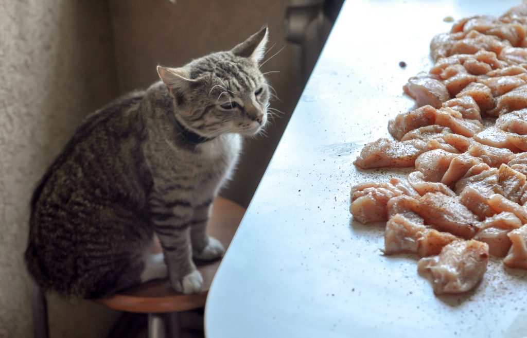 los alimentos con taurina para gatos buenos