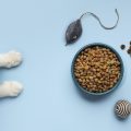 mitos sobre la alimentación en gatos