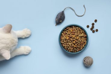 mitos sobre la alimentación en gatos