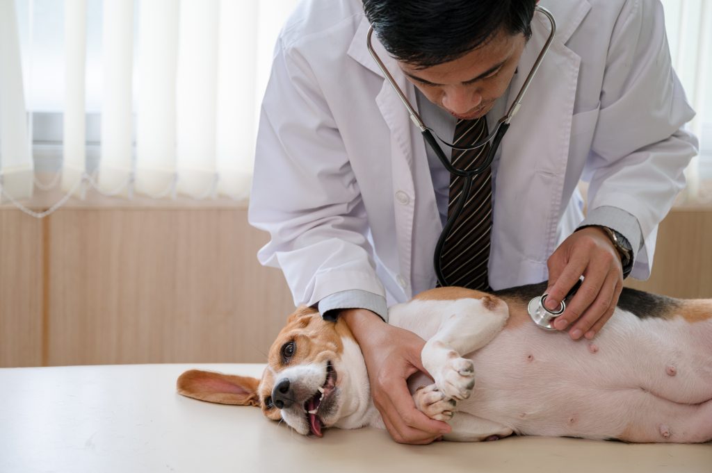 un veterinario recomendará el tratamiento para los cálculos urinarios en perros