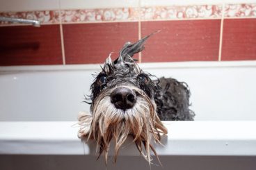 cómo bañar a un perro