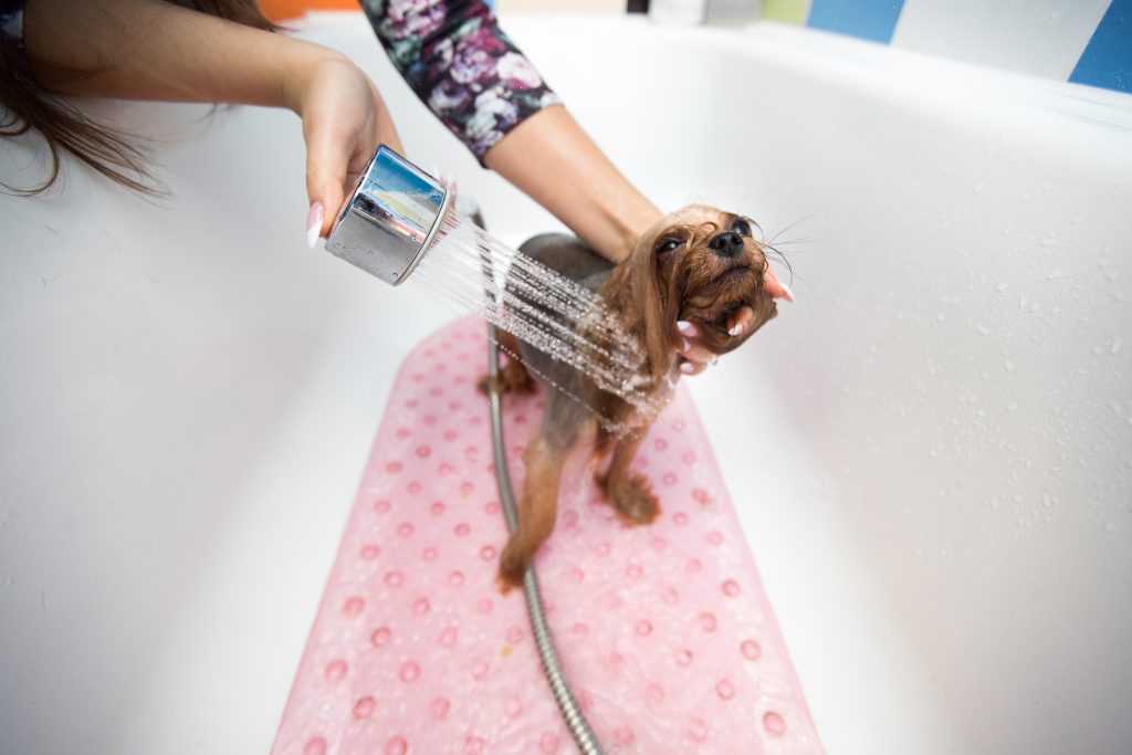 cómo bañar a un perro paso a paso