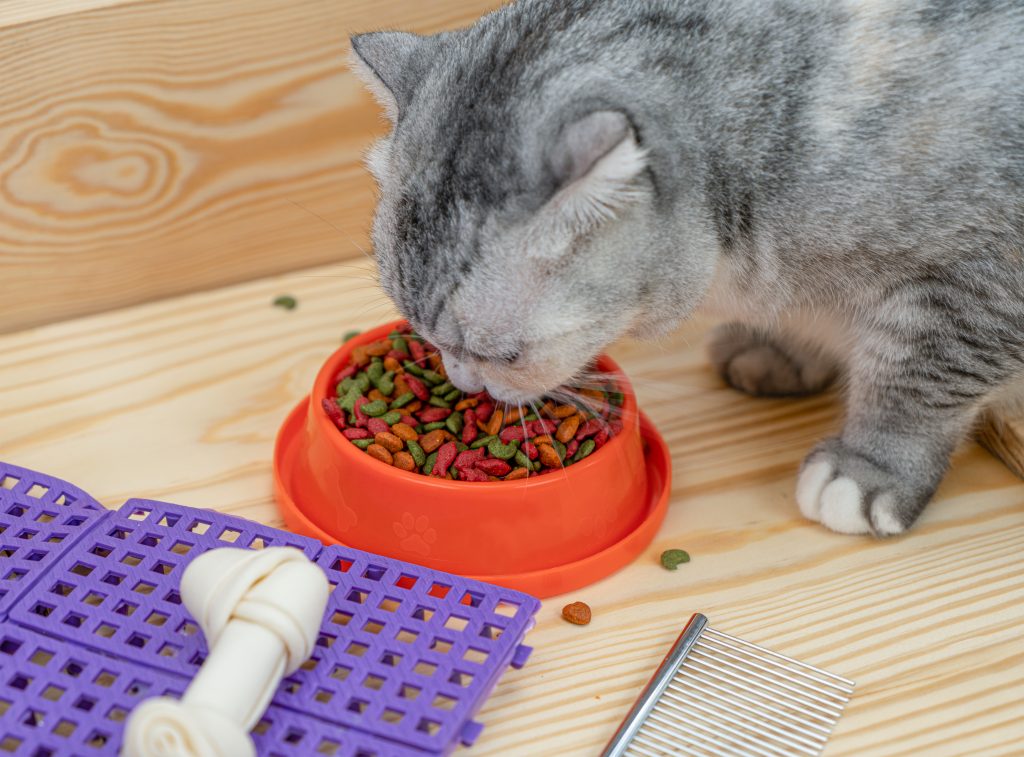 hay ciertas enfermedades que derivan de la mala alimentación en gatos