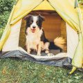 acampar con perros
