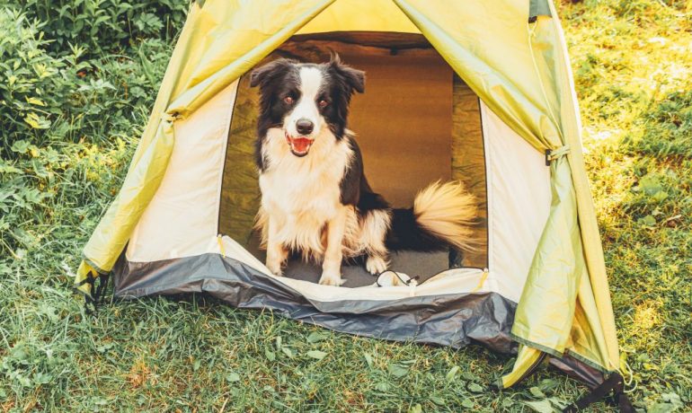 acampar con perros