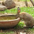 cuánta agua debe tomar un conejo