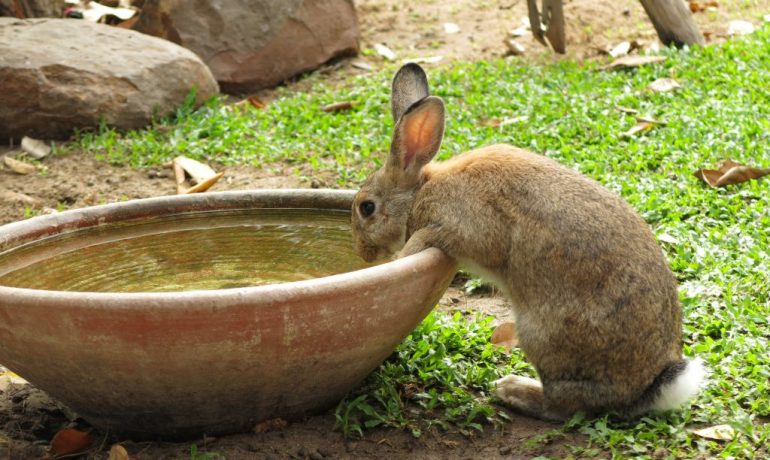 cuánta agua debe tomar un conejo