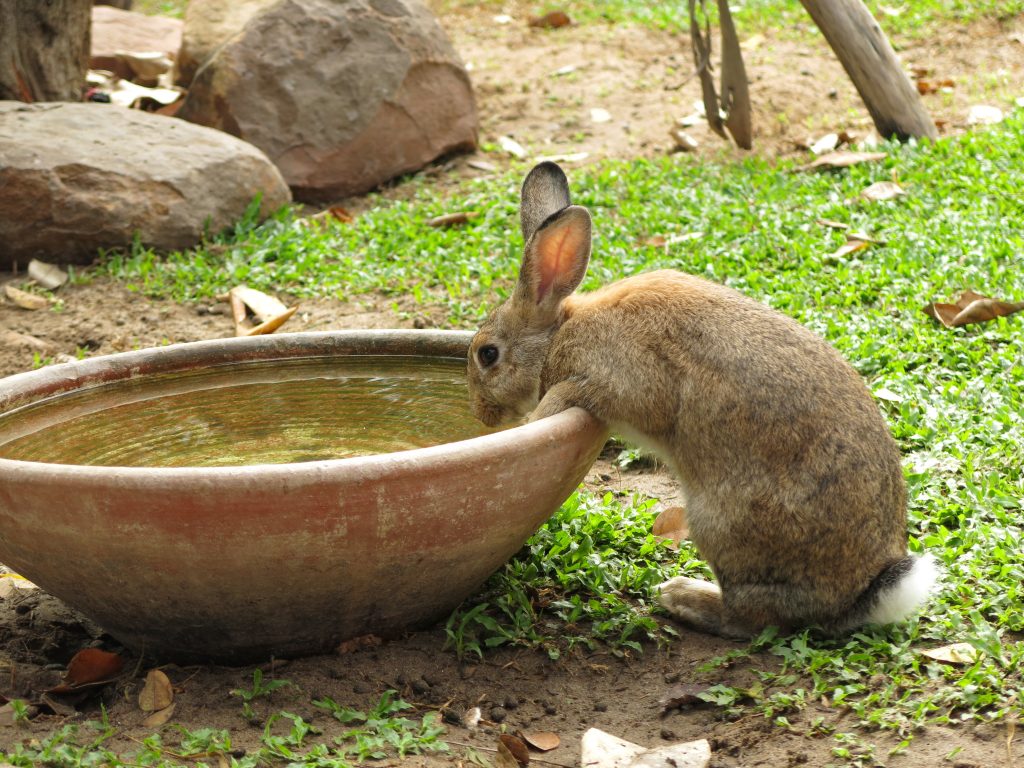 ¿Mi Conejo Bebe Mucha Agua?