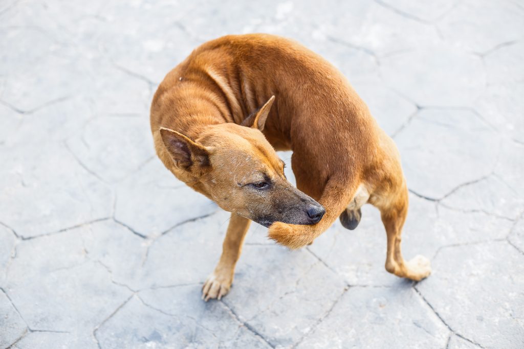 precisamente Honesto cráneo Estereotipias en perros: ¿qué son? ¿Cuáles son las más comunes?