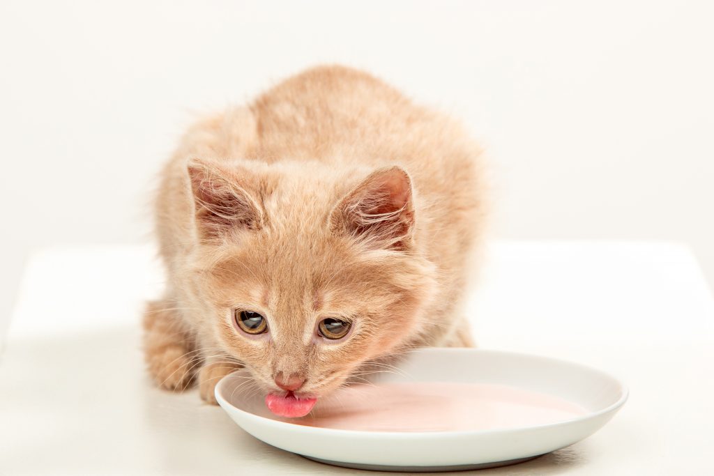 los gatos son intolerantes a la lactosa de adultos porque dejan de producir lactasa