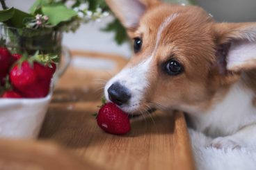 los perros pueden comer fresas
