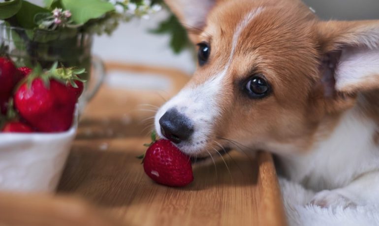 los perros pueden comer fresas