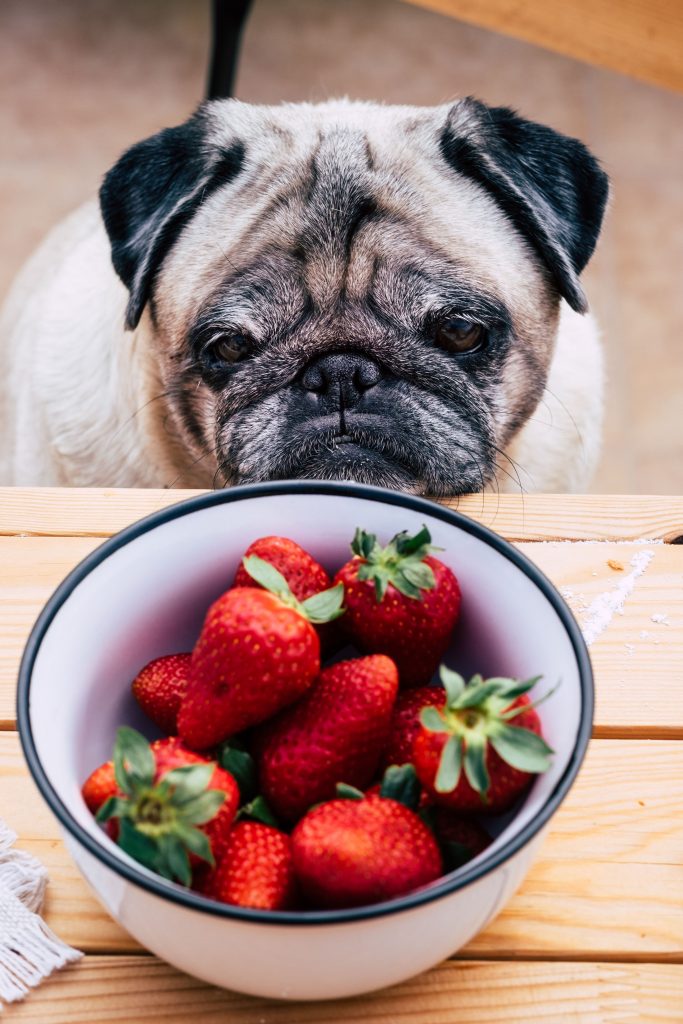 los perros pueden comer fresas con moderación
