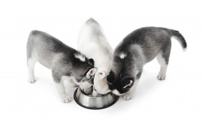 cómo detectar alergias en la alimentación de las mascotas