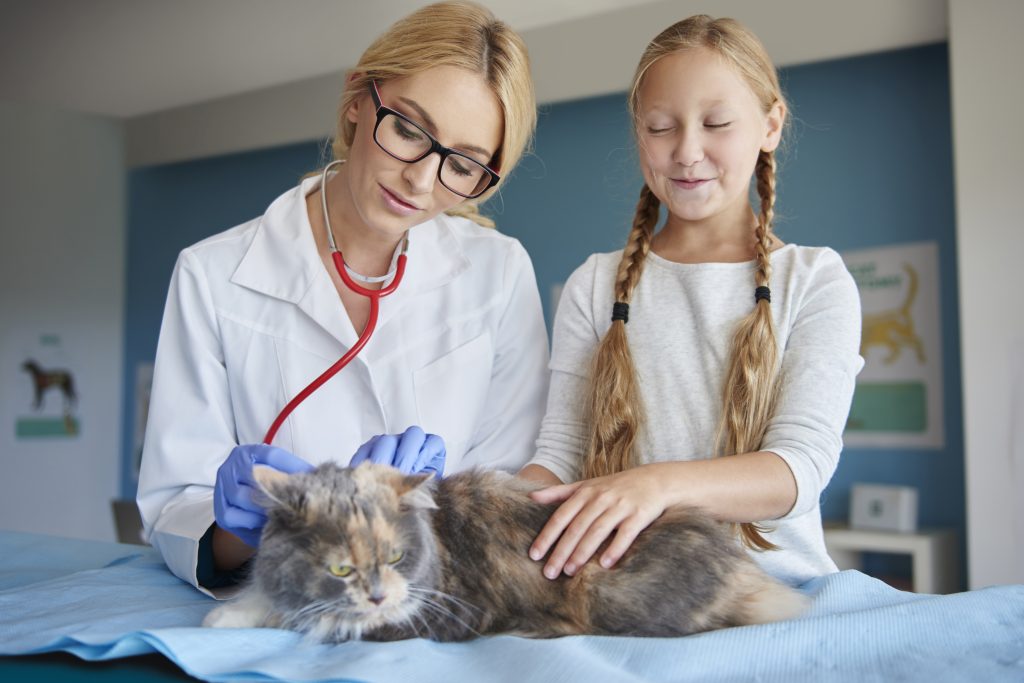 consejos para llevar al gato al veterinario