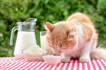 los gatos pueden comer yogur