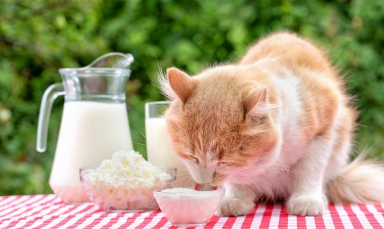 los gatos pueden comer yogur