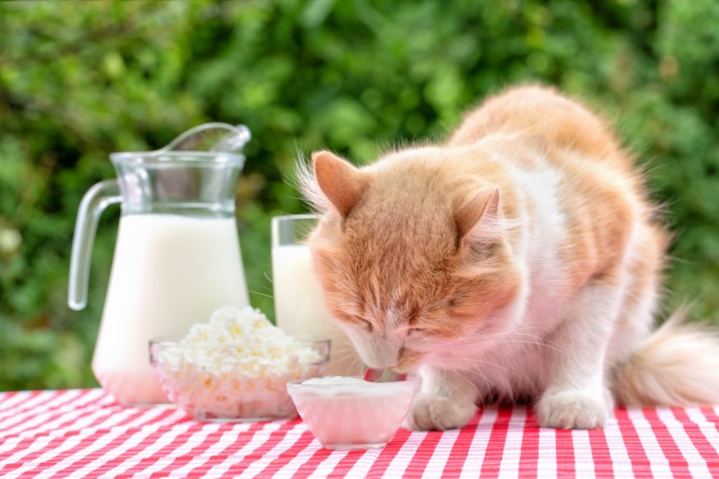 Los gatos comer yogur: o | Wakyma