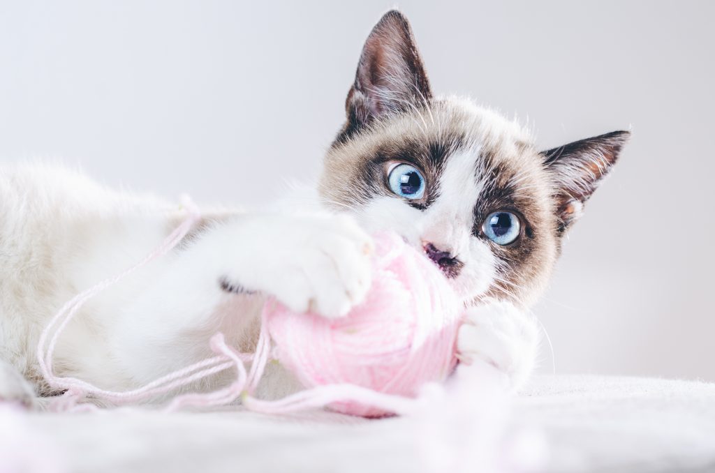 los ovillos de lana deberían ser juguetes prohibidos para gatos