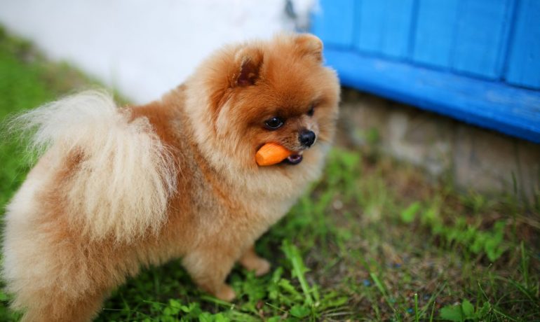 los perros pueden comer zanahoria