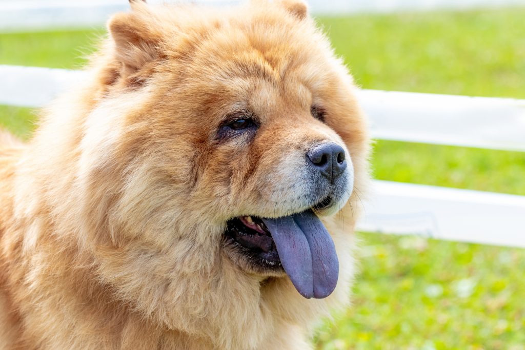 Por qué el chow chow es un perro con la lengua azul