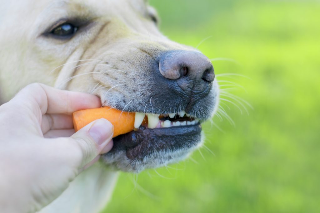 sí los perros pueden comer zanahoria