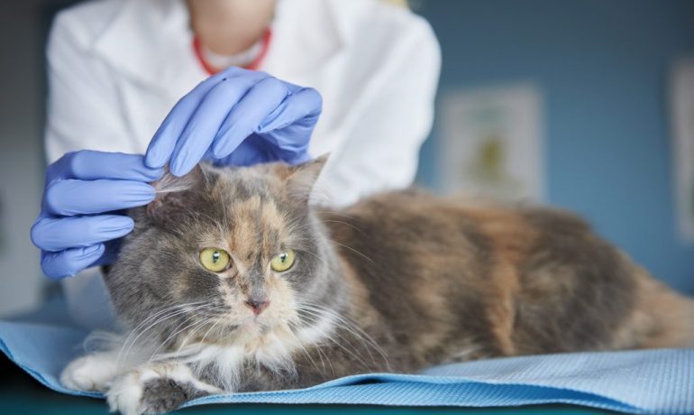 síntomas de la otitis en gatos