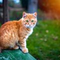6 hábitos que tu gato hereda de los felinos salvajes