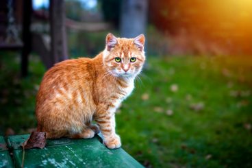 6 hábitos que tu gato hereda de los felinos salvajes