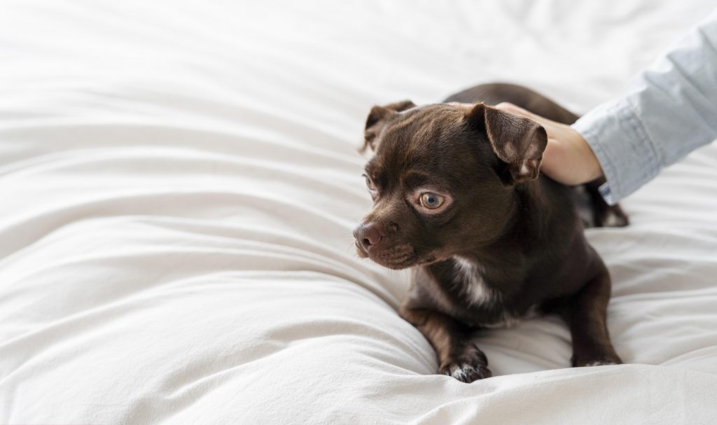 las caricias pueden ayudar a un perro que tiene miedo a las tormentas