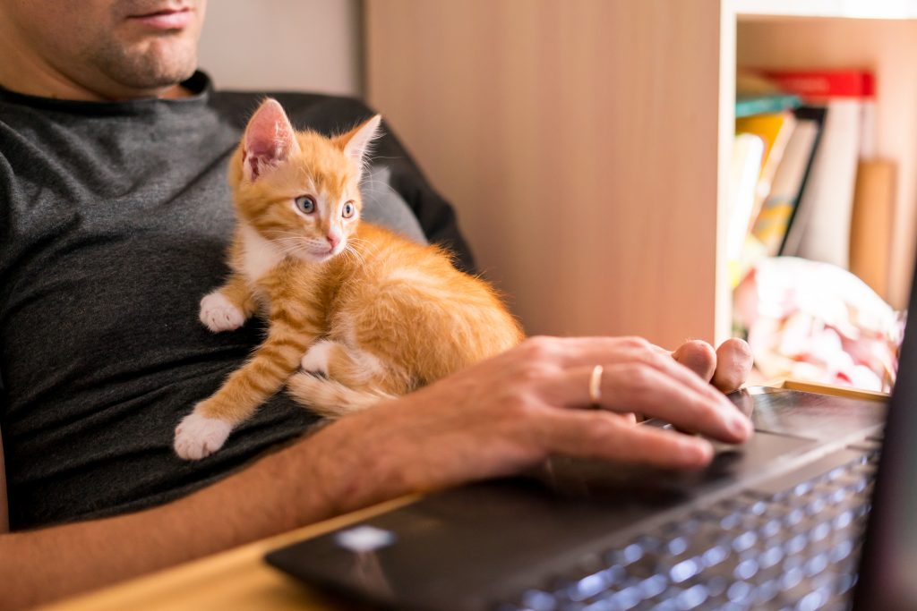 Motivos que explican por qué a tu gato le encanta sentarse sobre el teclado del ordenador