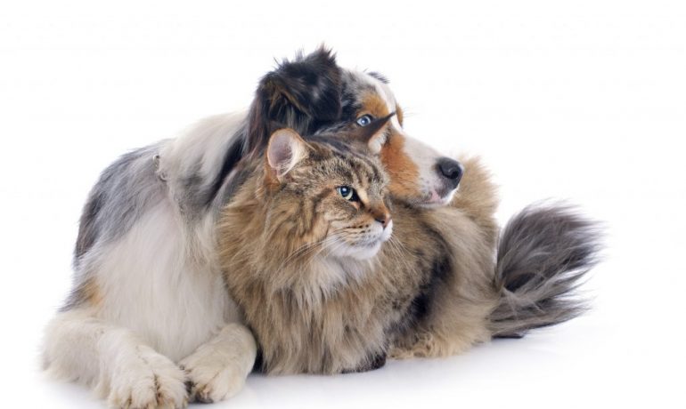 Tips para hacer que un gato acepte a un perro en casa