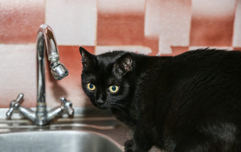 comportamientos extraños de los gatos beber agua del grifo