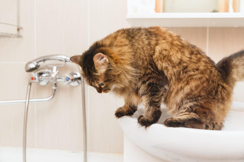 comportamientos extraños de los gatos dormir en el lavabo