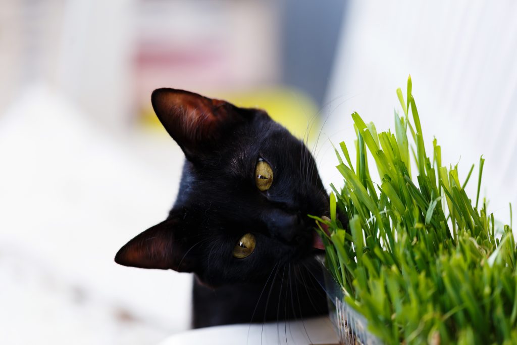 comportamientos extraños de los gatos dormir en el lavabo comer plantas