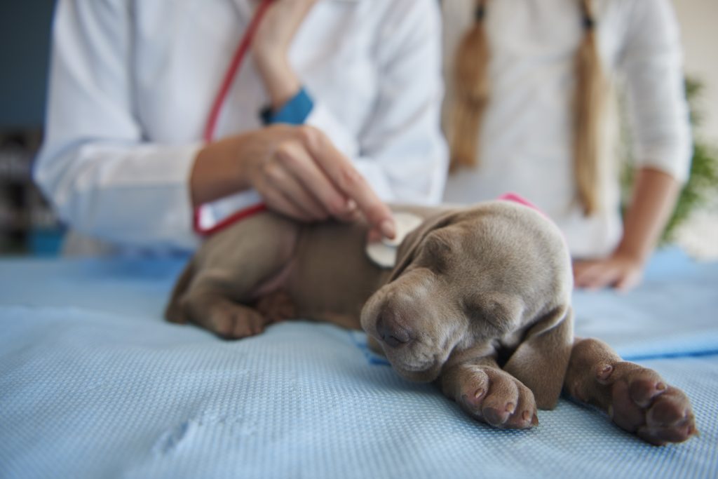 cuando debo llevar a mi cachorro al veterinario