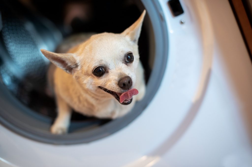 La mayoría de los perros tienen medo a los electrodomésticos