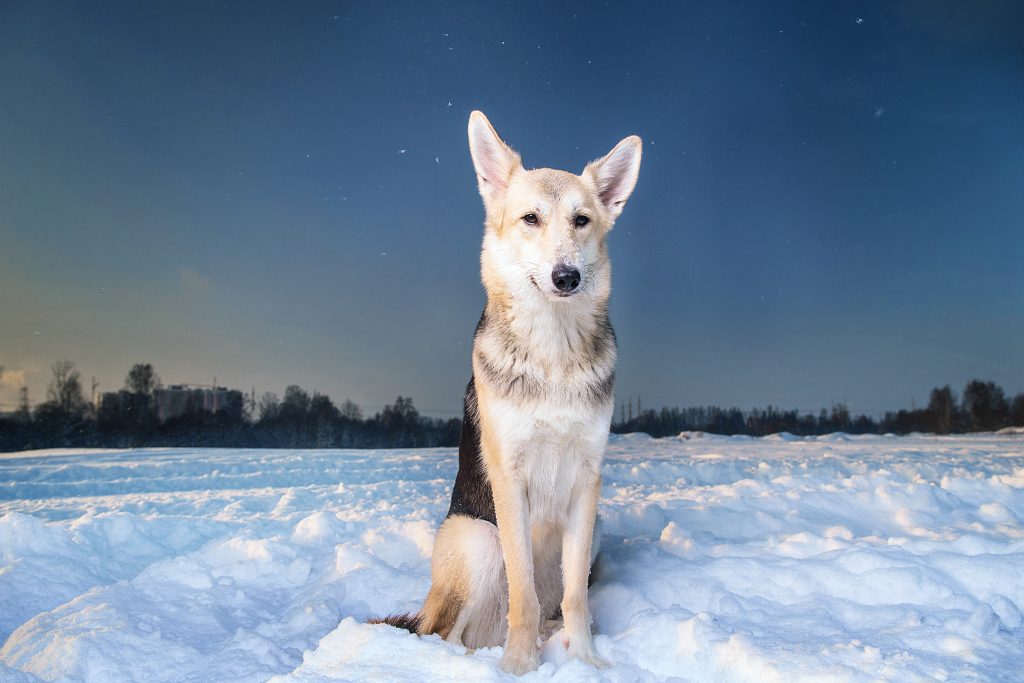 Lo que debes saber antes de viajar con perro a Canadá