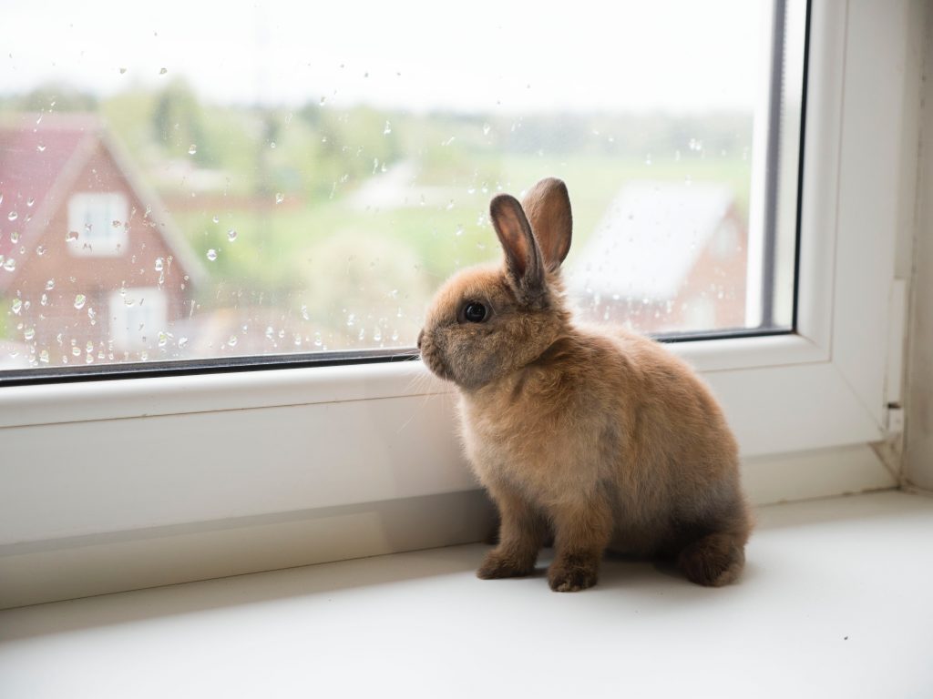 Cómo debe ser el enriquecimiento ambiental para conejos