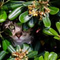 Cómo evitar que el gato orine en el jardín