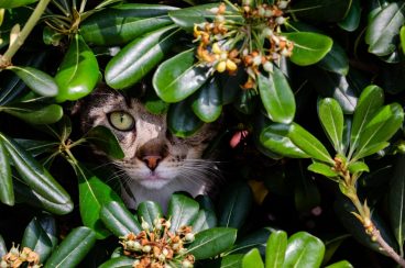 Cómo evitar que el gato orine en el jardín