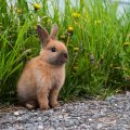 Enriquecimiento ambiental para conejos