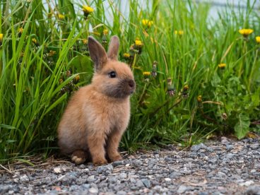 Enriquecimiento ambiental para conejos