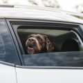 Las mascotas ya pueden viajar en Uber