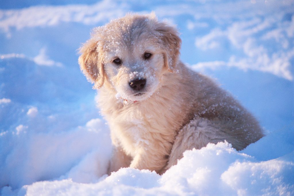 Offer water to dogs in the snow