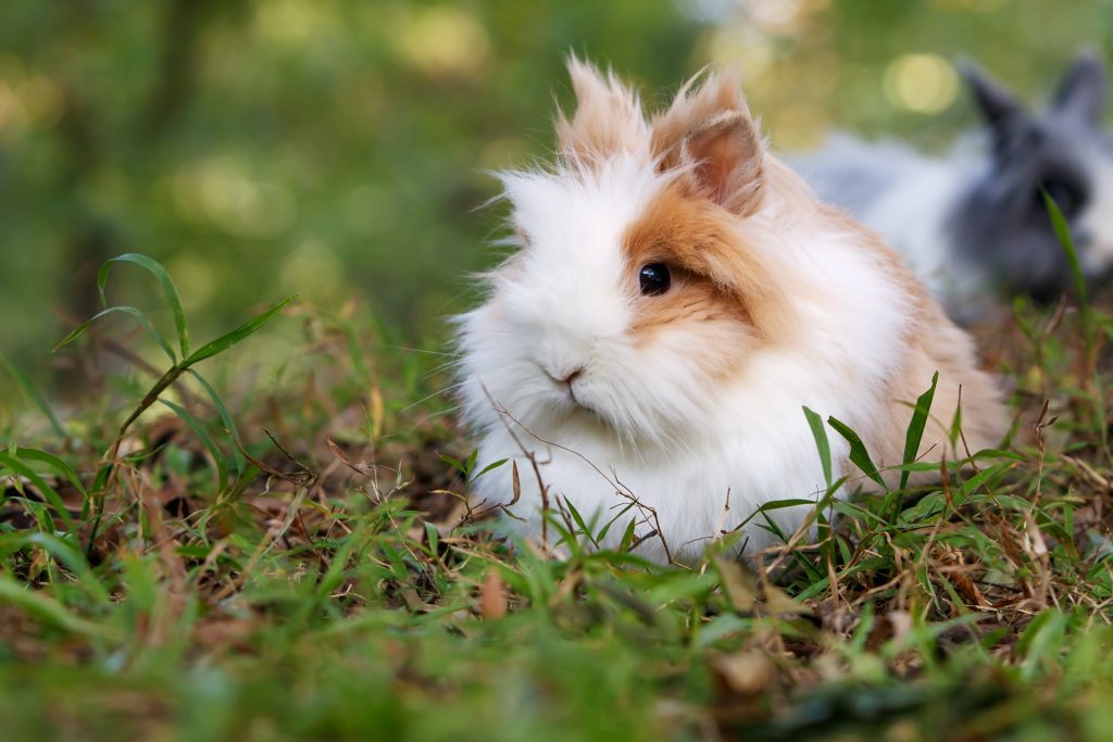 Partes del enriquecimiento ambiental para conejos